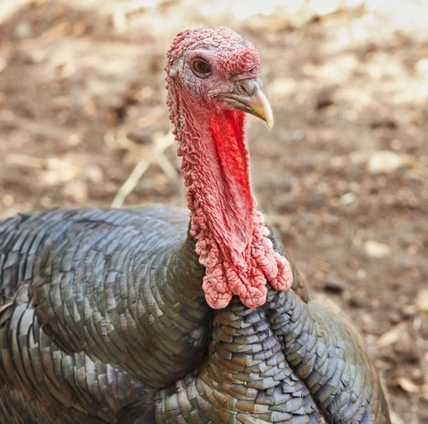 Portrait of turkey close-up in the corral in the garden.