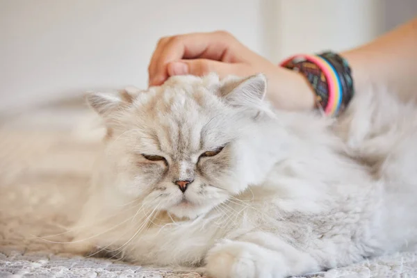 Mädchen Streichelt Britische Langhaarkatze — Stockfoto