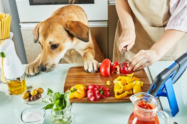 Teenager with dog is preparing an online, virtual master class and views a digital recipe on a touchscreen tablet while preparing healthy meal in the kitchen at home