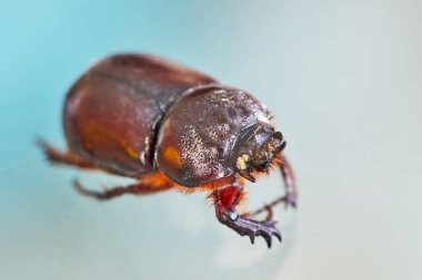 Beyaz-mavi arka planda toprak gübresi yakın plan.