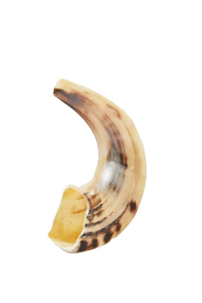 Rosh Hashanah - judiskt nyårskoncept. Shofar isolerad på vit bakgrund — Stockfoto