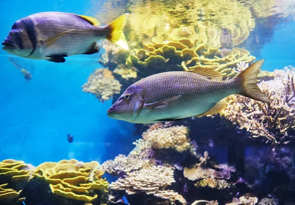 Peces Exóticos Acuario Mar Rojo Nadando Entre Corales —  Fotos de Stock