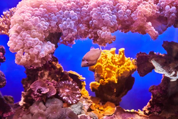 红海水族馆里的异国鱼在黑暗中在发光的珊瑚之间游动 — 图库照片