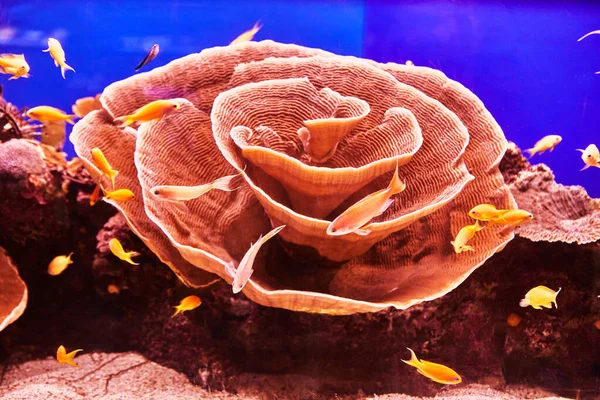 Peces Exóticos Acuario Del Mar Rojo Nadan Entre Corales Brillantes —  Fotos de Stock