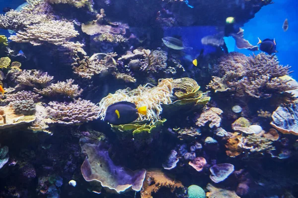 Peixes Exóticos Aquário Mar Vermelho Nadando Entre Corais — Fotografia de Stock