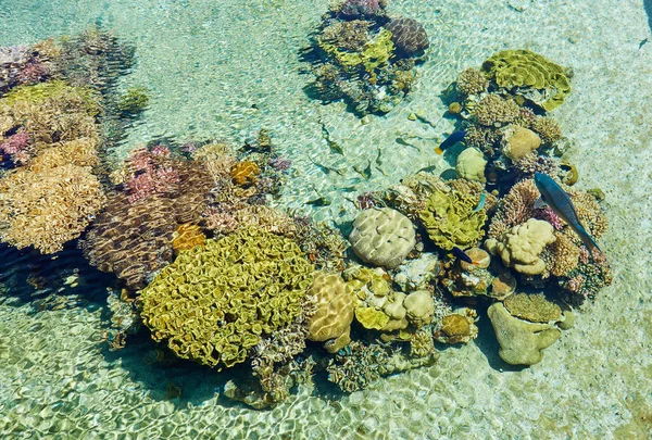 Pesci Esotici Acquario Sul Mar Rosso Nuotando Tra Coralli — Foto Stock