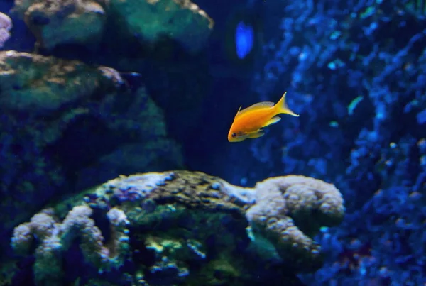 Poissons Exotiques Dans Aquarium Sur Mer Rouge Nageant Entre Les — Photo