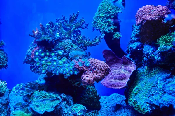 Pesci Esotici Nell Acquario Del Mar Rosso Nuotano Tra Coralli — Foto Stock