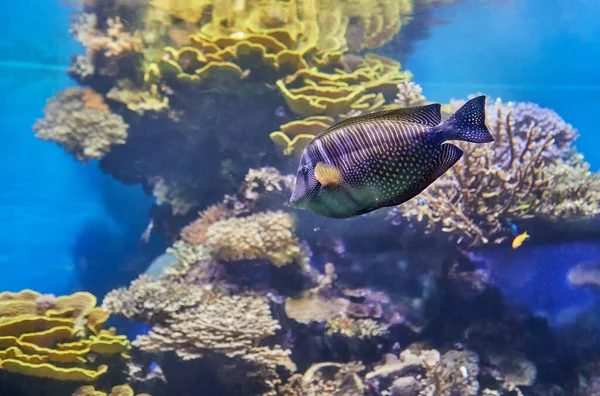 Poissons exotiques dans un aquarium sur la mer Rouge, nageant entre les coraux — Photo