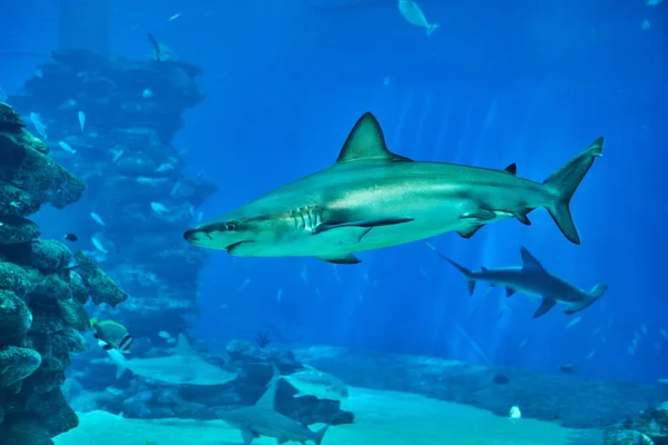 Les requins dans le grand aquarium de la mer Rouge nagent parmi d'autres poissons exotiques — Photo