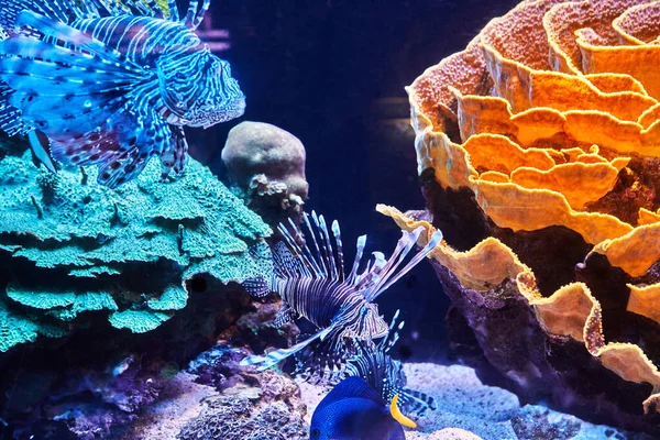 Poissons exotiques dans l'aquarium de la mer Rouge nagent entre les coraux lumineux dans l'obscurité — Photo