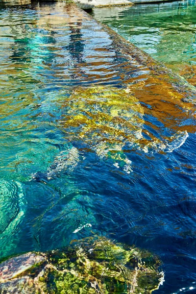 Huge sea turtles underwater in the Red Sea aquarium.