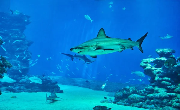 红海大型水族馆里的鲨鱼在其它奇异的鱼中游来游去 — 图库照片
