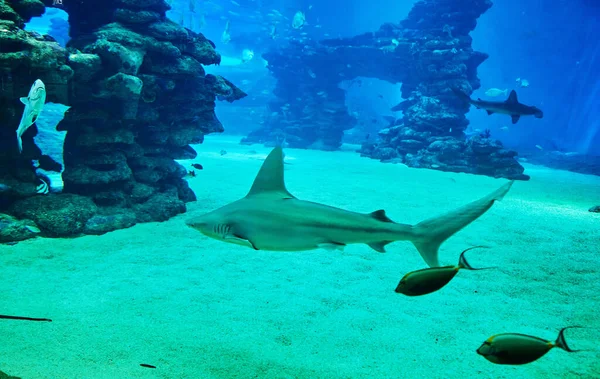 Tubarões Grande Aquário Mar Vermelho Nadam Entre Outros Peixes Exóticos — Fotografia de Stock