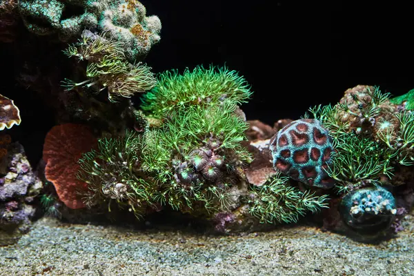 Peces Exóticos Acuario Del Mar Rojo Nadan Entre Corales Brillantes —  Fotos de Stock