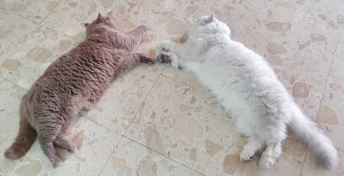 Farklı renkte iki tüylü kedi fayanslarla döşenmiş. Nazikçe patilerine dokunuyorlar. Huzurlu ve iç açıcı bir manzara yaratıyorlar..