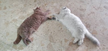 Farklı renkte iki tüylü kedi fayanslarla döşenmiş. Nazikçe patilerine dokunuyorlar. Huzurlu ve iç açıcı bir manzara yaratıyorlar..