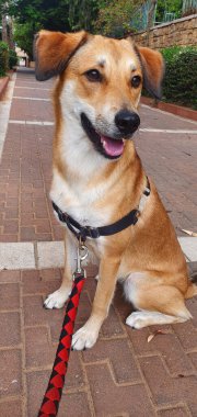 Yürüyüş sırasında tuğla kaldırımda oturan mutlu kahverengi köpek, dikkatle bakıyor kulakları havada ve ağzı hafifçe açık.