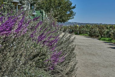 Toprak patika boyunca açan parlak mor çiçekler yemyeşil ve kırsal alanda berrak mavi gökyüzünün altında.