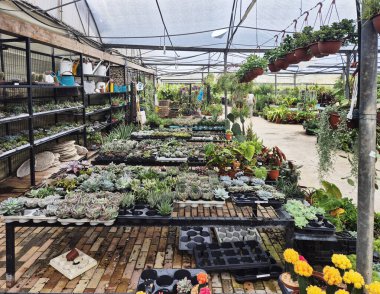 Sulu bitkilerle, sallanan bitkilerle dolu geniş bir sera manzarası ve tencere çatısı altındaki masalarda organize edilmiş yeşillikler..