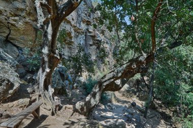 Büyük kıvrımlı ağaçlarla gölgeli orman dinlenme alanı, ahşap bank, toprak yol ve etrafını saran yüksek kaya oluşumları..