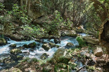 Yoğun yeşillik, yosun kaplı taşlar ve ağaç kökleri ile çevrili kayalık orman patikalarında hızla akan dere..