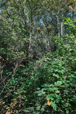 Yoğun çalılıkları ve yapraklı ağaçlarıyla yemyeşil orman bitkileri, yukarıdaki yoğun tepe örtüsünden süzülen güneş ışığı..