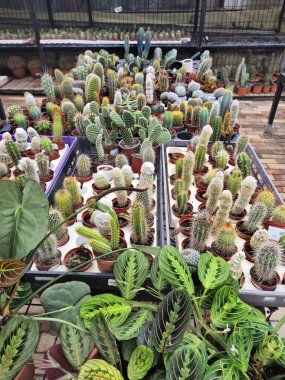 Çocuk odasında sergilenen çeşitli kaktüs ve ev bitkileri koleksiyonu, dikenli dokular ve konteynırlarda canlı yeşil yapraklar.