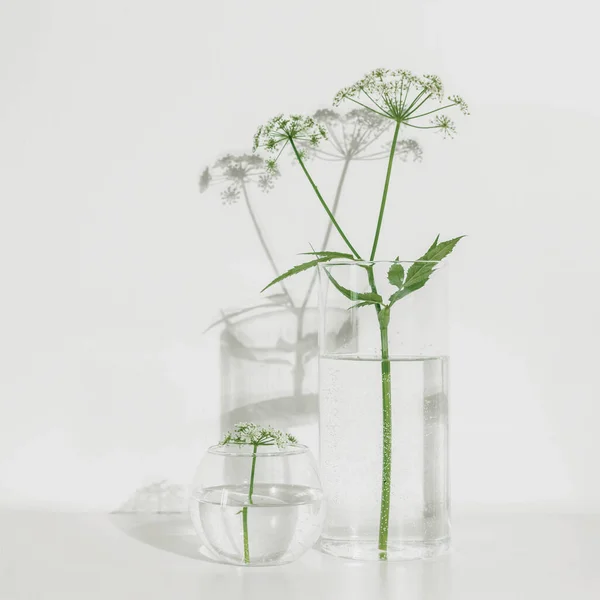 Flores Vaso Vidro Fundo Branco Composição Minimalista Luz Solar Dura — Fotografia de Stock