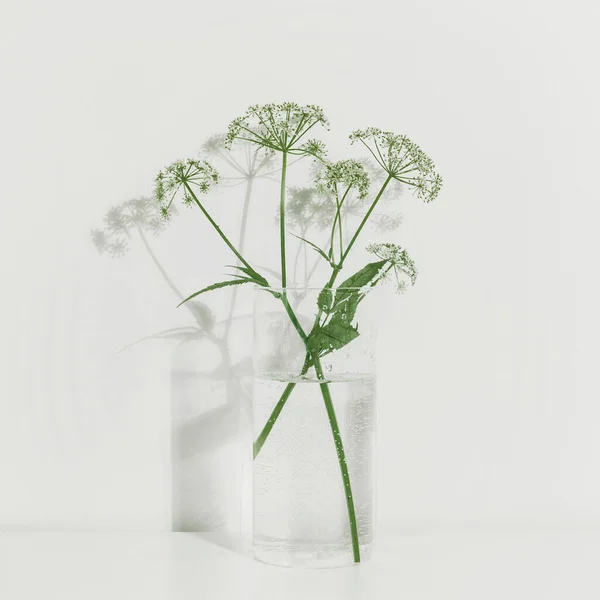 Λουλούδια Γυάλινο Βάζο Λευκό Φόντο Μινιμαλιστική Σύνθεση Σκληρό Φως Σκιές Εικόνα Αρχείου