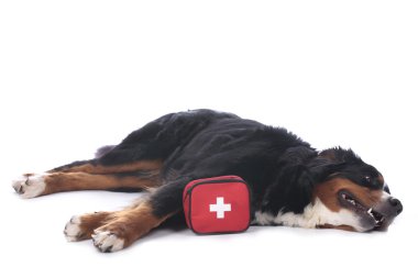 Bernese dağ köpeği ilk yardım kiti ile