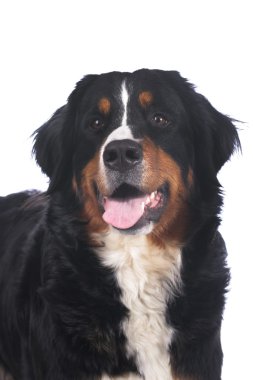 Bernese dağ köpeği
