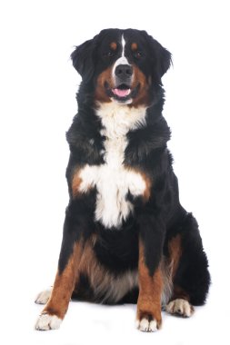Bernese dağ köpeği oturma