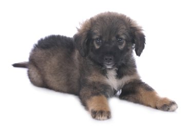 tatlı karışık cins köpek yavrusu