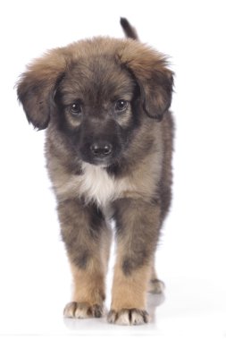 tatlı karışık cins köpek yavrusu