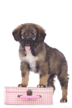 Bir küçük bavul üzerinde şirin karışık doğurmak köpek yavrusu
