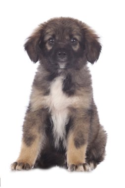 Şirin karışık doğurmak köpek yavrusu oturur