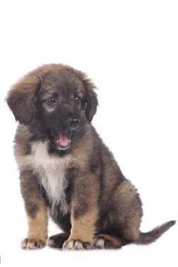 Şirin karışık doğurmak köpek yavrusu oturur