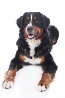 Bernese dağ köpeği beyaz yalan