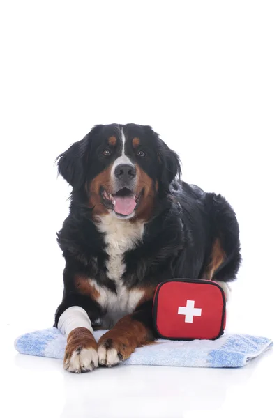 Bernese mountain dog with first aid kit — Stock Photo, Image