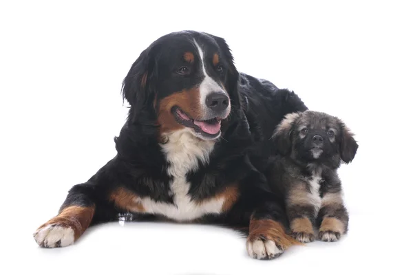 Bernese dağ köpeği ve karışık doğurmak köpek yavrusu — Stok fotoğraf