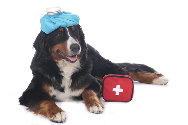 Bernese mountain dog with first aid kit — Stock Photo, Image