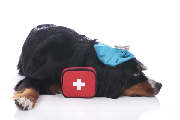 Bernese mountain dog with first aid kit — Stock Photo, Image