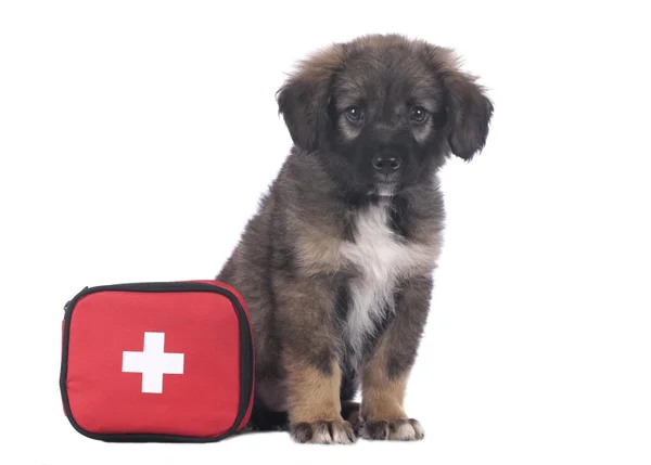 Cute mixed breed puppy with emergency kit — Stock Photo, Image