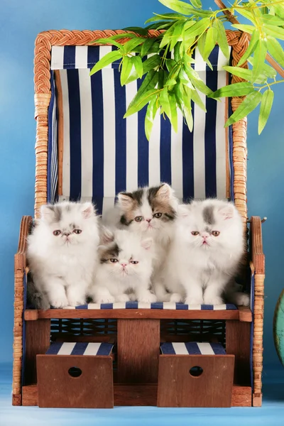 Vier Perzisch kitten zitten in een ligstoel — Stockfoto