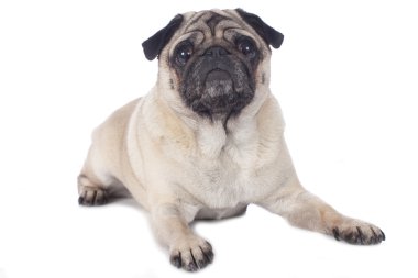 Üst düzey pug beyaz izole