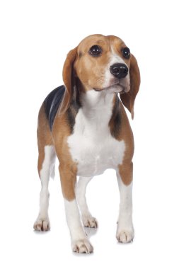 şirin beagle köpek