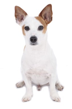 Şirin papaz Rusya korkunç