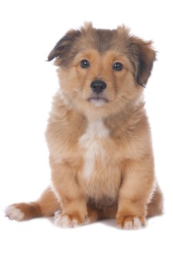karışık cins köpek yavrusu