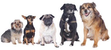 Dört eski köpek